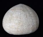 Echinocorys humilis LAMBERT 1903 - Bild © FossNet FossilienStore